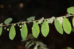 Muscarene Island leaf-flower